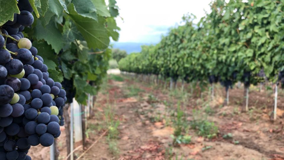 Frascati Wine Road from Rome: Tasting & Lunch - Price and Value: What You’re Paying For (Besides the Wine)