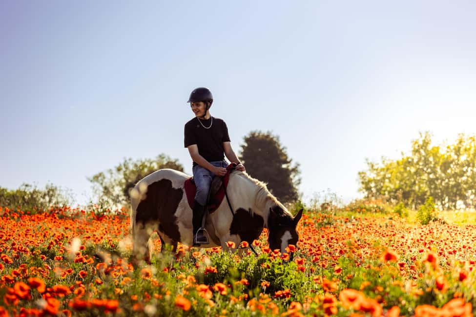 Horse Sanctuary in Rome - Rescued Horses First: Grooming, Feeding, and Learning Their Habits