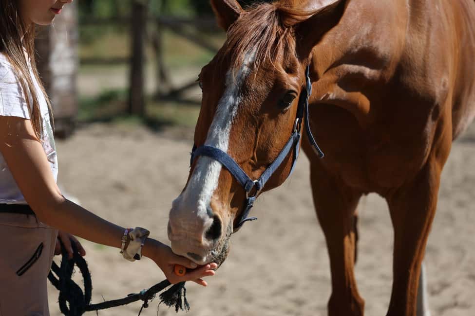 Horse Sanctuary in Rome - Horse Handling, Safety, and What You’ll Wear