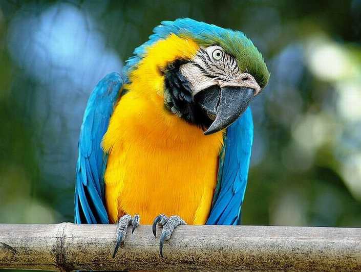 Rome: Bioparco di Roma Zoological Garden Entry Ticket - Your Entry Ticket: Skip the Line and Start Moving